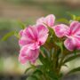 New Guinea Impatiens – Sonic Magic Pink – 4.5″ Pot